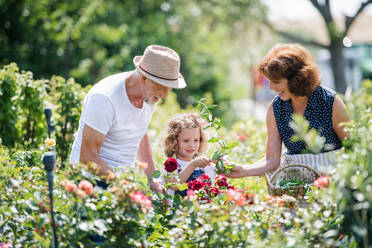 Senior grandparents and granddaughter gardening in the backyard garden. Man, woman and a small girl working. - HPIF21543