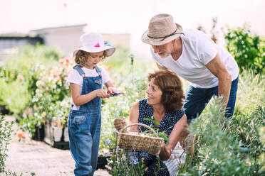 Ältere Großeltern und Enkelin bei der Gartenarbeit im Hinterhof. Mann, Frau und ein kleines Mädchen arbeiten. - HPIF21545