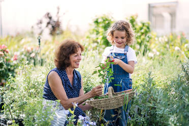 A small girl with senior grandmother gardening in the backyard garden. - HPIF21546