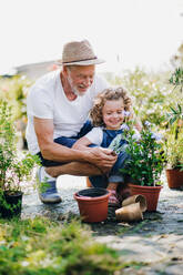 A small girl with senior grandfather in the backyard garden, gardening. - HPIF21552