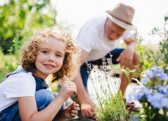 Ein glückliches kleines Mädchen mit seinem älteren Großvater bei der Gartenarbeit im Hinterhof. - HPIF21554