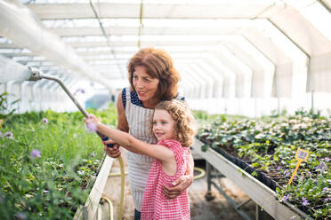 Front view of small girl with senior grandmother watering plants in the greenhouse. - HPIF21560