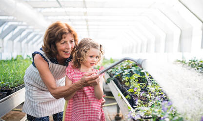 Vorderansicht eines kleinen Mädchens mit einer älteren Großmutter, die Pflanzen im Gewächshaus gießt. - HPIF21561