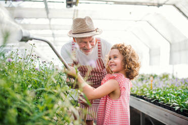 A happy small girl with senior grandfather gardening in the greenhouse, watering plants. - HPIF21562