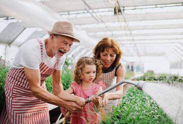 Small girl with senior grandparents gardening in the greenhouse, watering plants. - HPIF21563