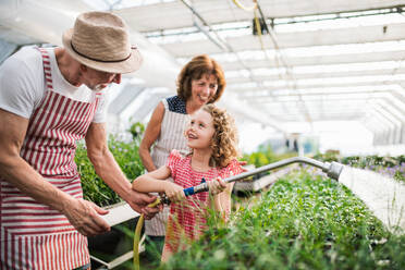 Small girl with senior grandparents gardening in the greenhouse, watering plants. - HPIF21564