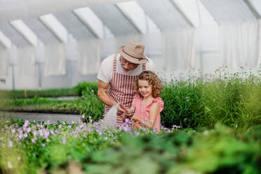 Ein glückliches kleines Mädchen mit dem älteren Großvater bei der Gartenarbeit im Gewächshaus, beim Gießen von Pflanzen. - HPIF21565