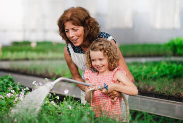 A happy small girl with senior grandfather gardening in the backyard garden, watering. - HPIF21566