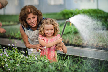 Vorderansicht eines kleinen Mädchens mit einer älteren Großmutter, die Pflanzen im Gewächshaus gießt. - HPIF21567