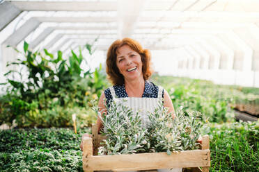 Senior woman standing in greenhouse, holding a box with plants. Gardening concept. - HPIF21568
