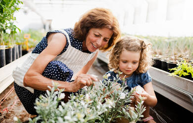 A happy small girl with senior grandmother gardening in the greenhouse, looking at a plant. - HPIF21573