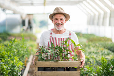 Ein älterer Mann steht in einem Gewächshaus und hält eine Kiste mit Pflanzen in der Hand, Konzept der Gartenarbeit. - HPIF21577
