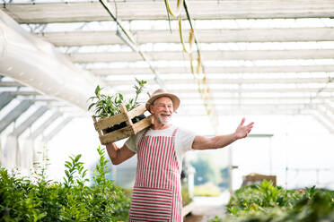 Ein älterer Mann steht in einem Gewächshaus und hält eine Kiste mit Pflanzen in der Hand, Konzept der Gartenarbeit. - HPIF21579