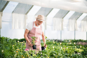 Älterer Mann im Gewächshaus stehend, arbeitend, Gartenbaukonzept, Raum kopieren. - HPIF21587