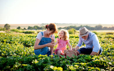 Ältere Großeltern und Enkelin pflücken Erdbeeren auf dem Bauernhof. Mann, Frau und ein kleines Mädchen arbeiten. - HPIF21598