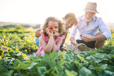 Ältere Großeltern und Enkelin pflücken Erdbeeren auf dem Bauernhof. Mann, Frau und ein kleines Mädchen arbeiten. - HPIF21600