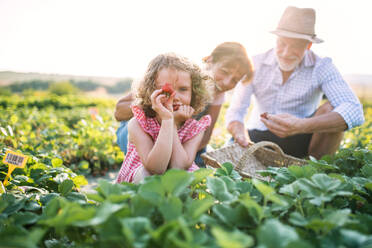 Senior grandparents and granddaughter picking strawberries on the farm. Man, woman and a small girl working. - HPIF21600