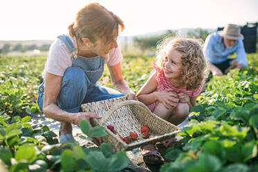 Kleines Mädchen mit Großeltern beim Erdbeerpflücken auf dem Bauernhof. Mann, Frau und ein kleines Mädchen arbeiten. - HPIF21602