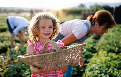 A small girl with grandmother picking strawberries on the farm. - HPIF21604