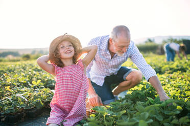 A small girl with grandfather picking strawberries on the farm. - HPIF21605