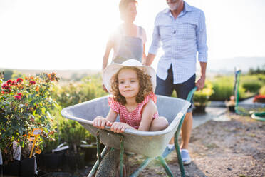 Midsection of senior grandparents pushing granddaughter in wheelbarrow when gardening in garden center. - HPIF21606