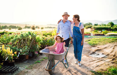 Senior grandparents pushing granddaughter in wheelbarrow when gardening in garden center. - HPIF21610