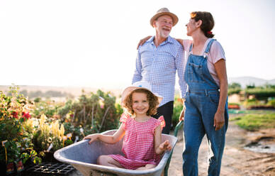 Senior grandparents pushing granddaughter in wheelbarrow when gardening in garden center. - HPIF21611