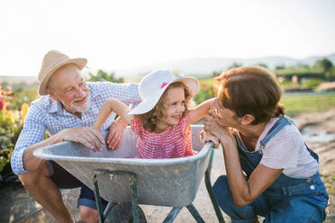 Happy senior grandparents and granddaughter in wheelbarrow, gardening concept. - HPIF21612