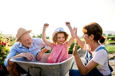 Senior grandparents pushing granddaughter in wheelbarrow when gardening in garden center. - HPIF21613