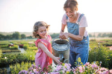 A small girl with senior grandmother gardening in garden center. - HPIF21614