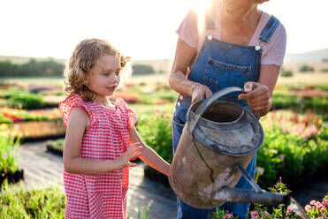 A happy small girl with senior grandfather gardening in the backyard garden, watering. A midsection. - HPIF21615