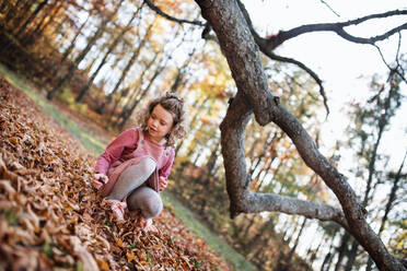 Glückliches kleines Mädchen im herbstlichen Wald, das Kastanien sammelt. - HPIF21640