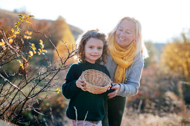 Happy small girl with grandmother collecting rosehip fruit in autumn nature. - HPIF21649
