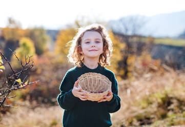 Draufsicht auf ein kleines Mädchen bei einem Spaziergang in der Natur, das Hagebuttenfrüchte sammelt. - HPIF21650