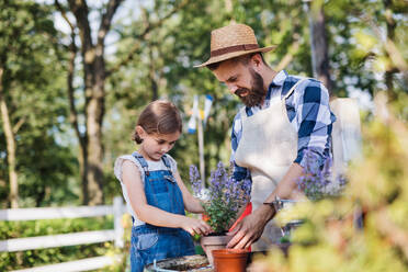 Ein reifer Vater mit seiner kleinen Tochter pflanzt im Freien auf dem Bauernhof der Familie Kräuter. - HPIF22285