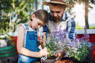 A mature father with small daughter outdoors on family farm, planting herbs. - HPIF22286