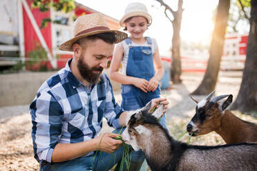 Ein Vater mit seiner kleinen Tochter auf dem Bauernhof der Familie, der die Ziegen füttert. - HPIF22307