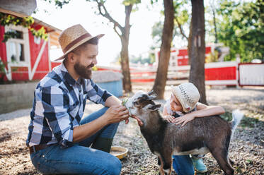 Ein Vater mit seiner kleinen Tochter auf dem Bauernhof der Familie, der die Ziegen füttert. - HPIF22309