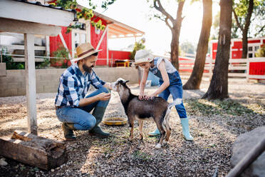 A father with small daughter outdoors on family farm, feeding goat animals. - HPIF22310