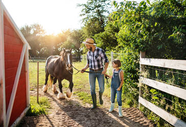 Ein reifer Vater und eine kleine Tochter mit einem Ponypferd arbeiten auf einem kleinen Familienbetrieb. - HPIF22317