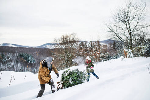 Großvater und ein kleines Mädchen holen einen Weihnachtsbaum im Wald. Wintertag. - HPIF22703