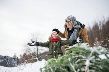 Großvater und ein kleines Mädchen holen einen Weihnachtsbaum im Wald. Wintertag. - HPIF22712