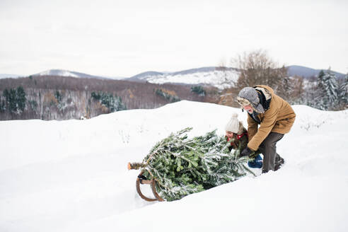 Grandfather and a small girl getting a Christmas tree in forest. Winter day. - HPIF22713