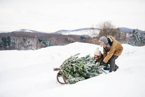 Großvater und ein kleines Mädchen holen einen Weihnachtsbaum im Wald. Wintertag. - HPIF22713