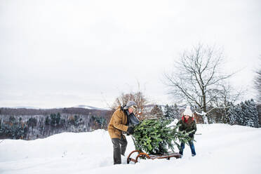 Großvater und ein kleines Mädchen holen einen Weihnachtsbaum im Wald. Wintertag. - HPIF22714