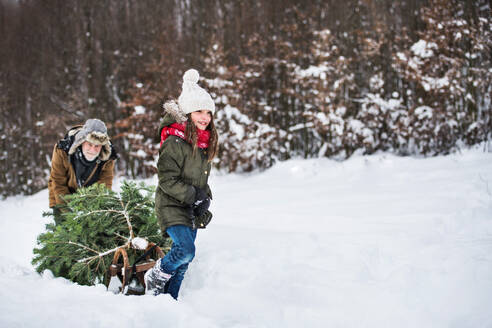Großvater und ein kleines Mädchen holen einen Weihnachtsbaum im Wald, Wintertag, Raum kopieren. - HPIF22715