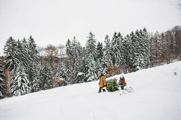 Großvater und ein kleines Mädchen holen einen Weihnachtsbaum im Wald. Wintertag. - HPIF22727