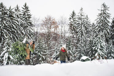 Grandfather and a small girl getting a Christmas tree in forest. Winter day. - HPIF22728