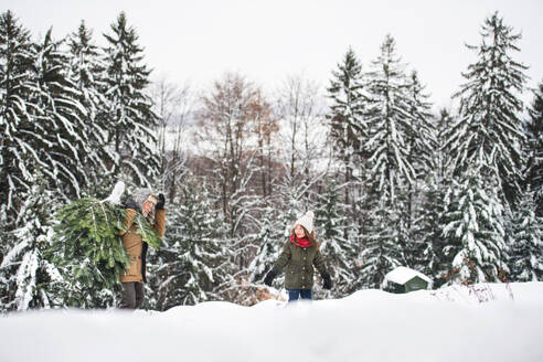 Großvater und ein kleines Mädchen holen einen Weihnachtsbaum im Wald. Wintertag. - HPIF22728