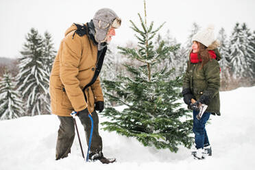 Großvater und ein kleines Mädchen holen einen Weihnachtsbaum im Wald. Wintertag. - HPIF22731